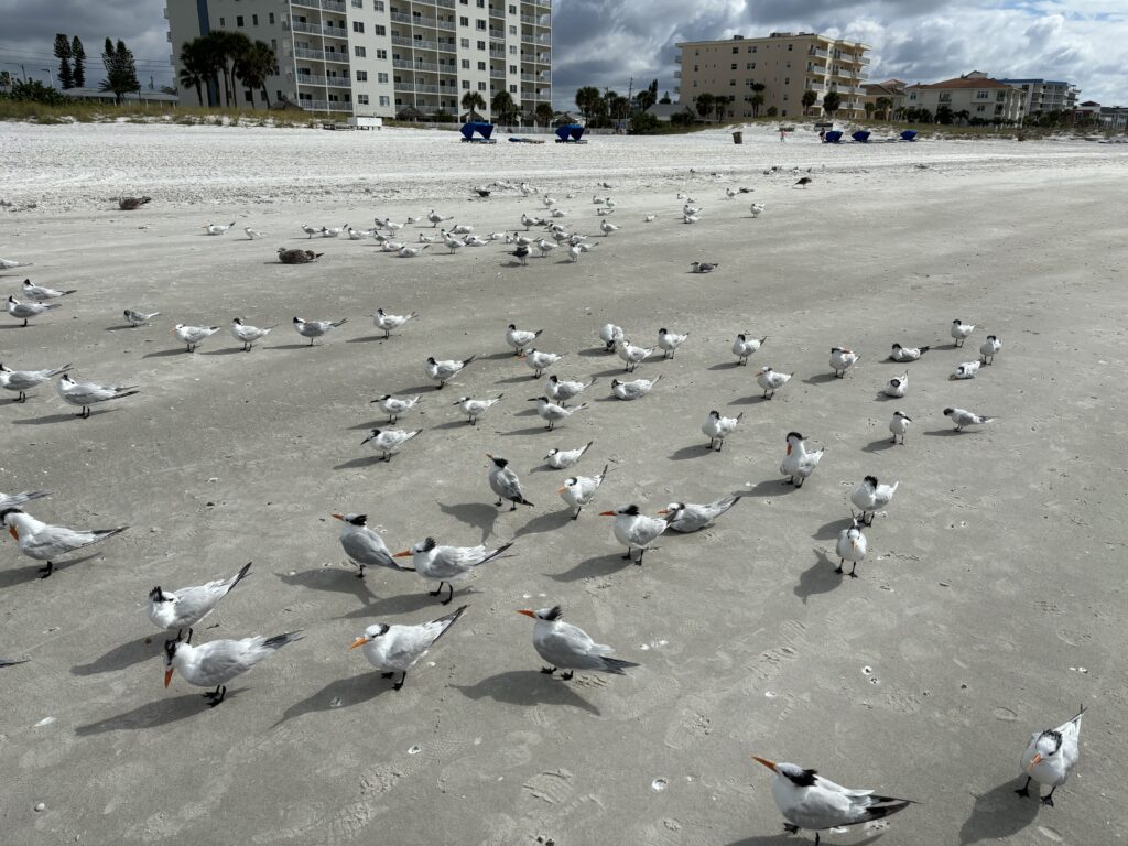 a group of birds on a beach