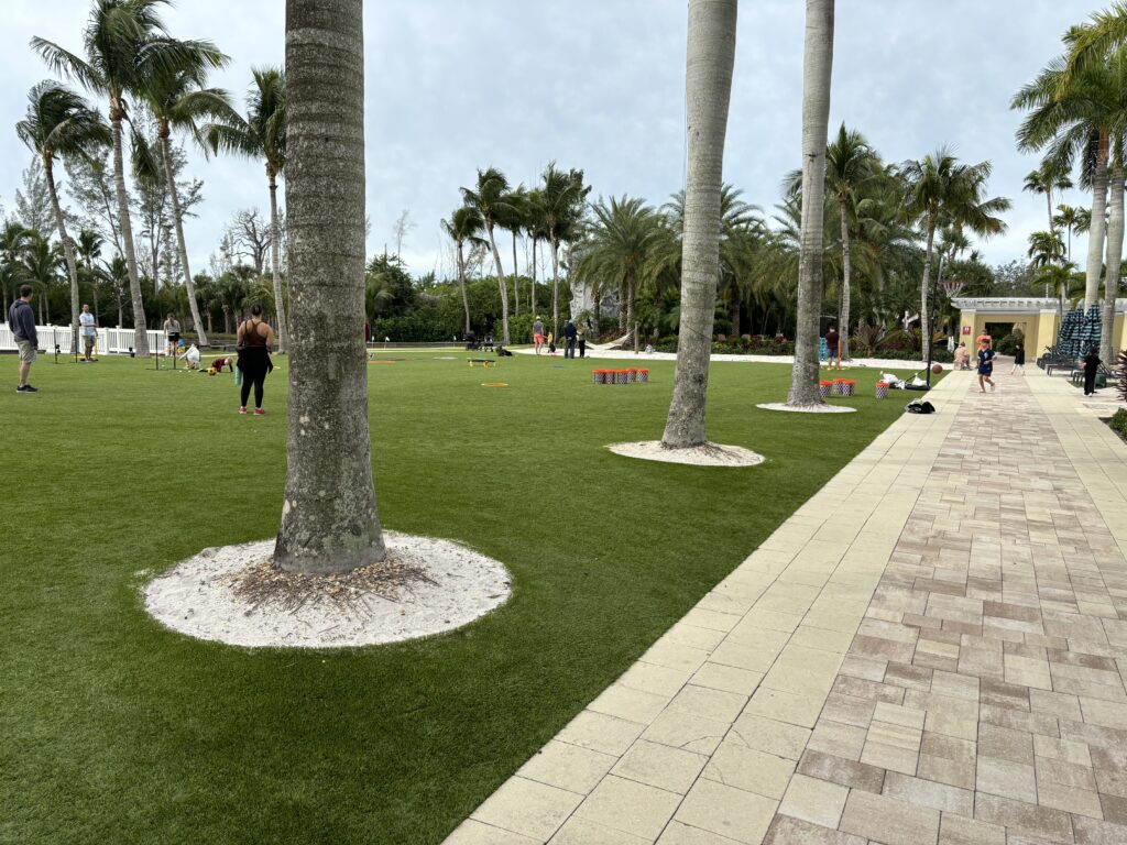 a group of trees in a park