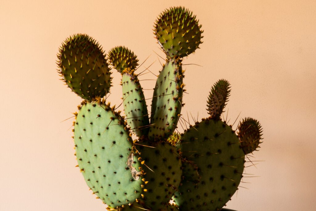 a cactus with thorns on it