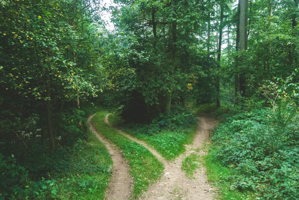 a dirt road through a forest