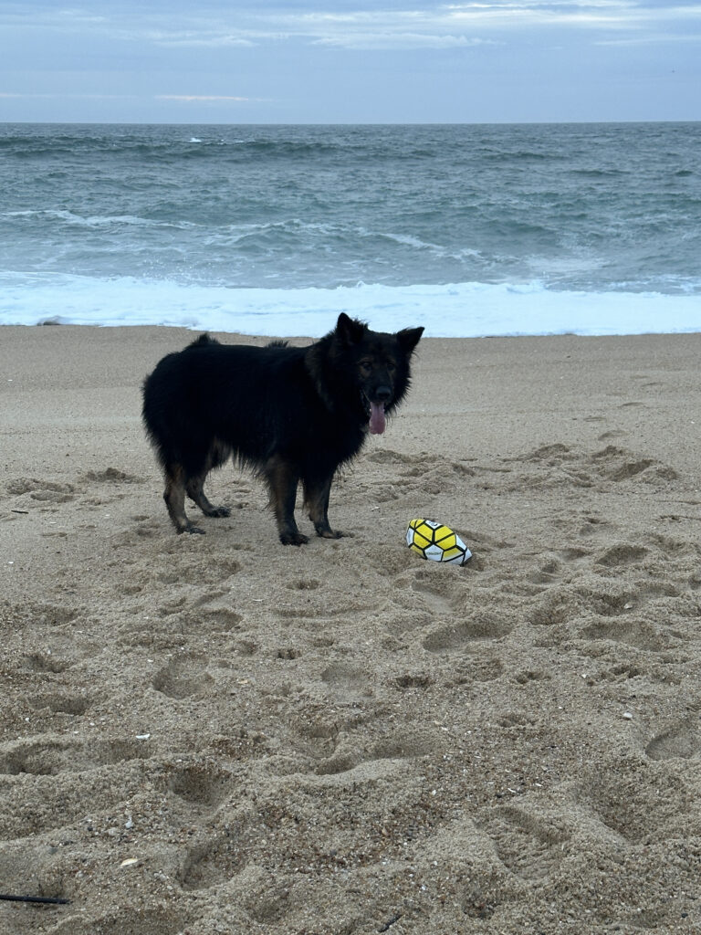 a dog standing on a beach with a ball