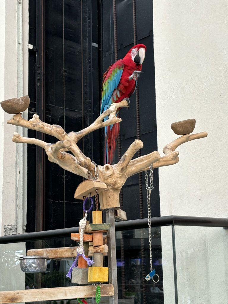 a parrot on a branch