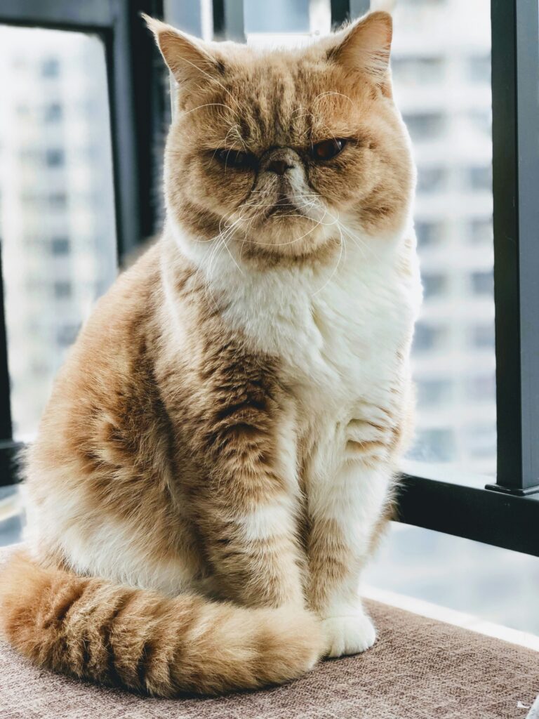 a cat sitting on a window sill