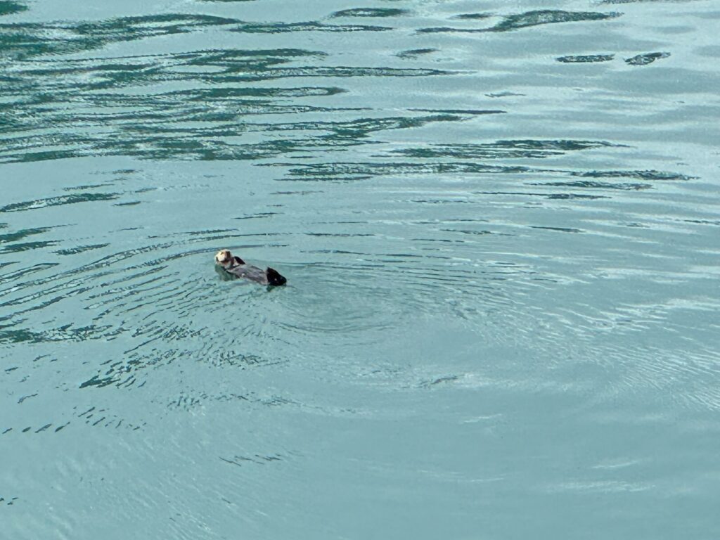 a sea animal swimming in water