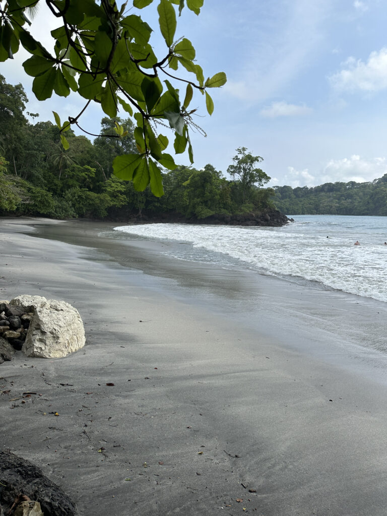 a beach with trees and water