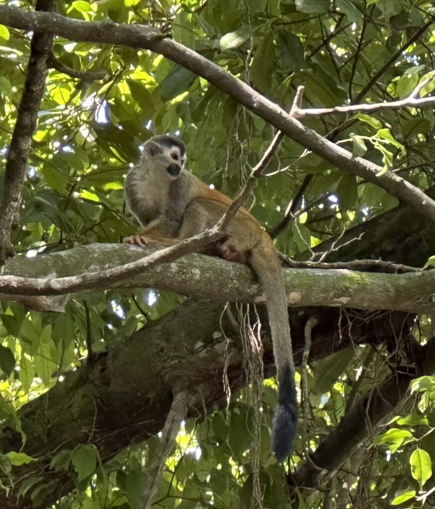 a monkey sitting on a tree branch