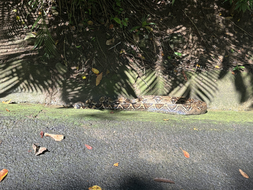 a snake on the ground