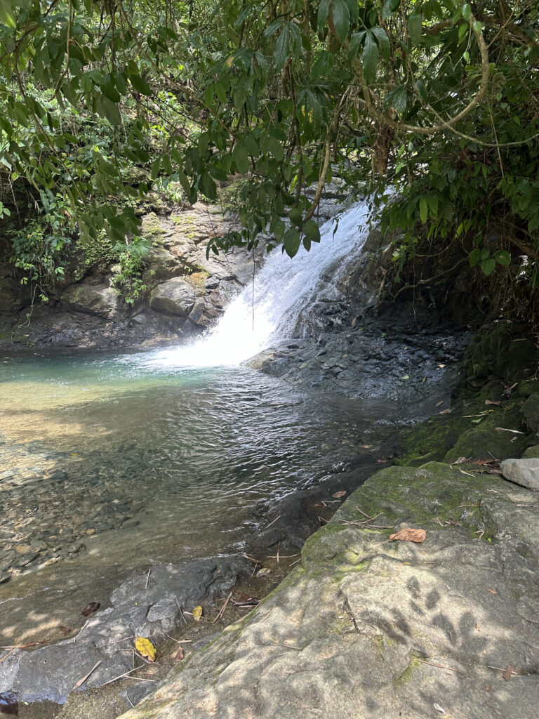 a waterfall in a forest