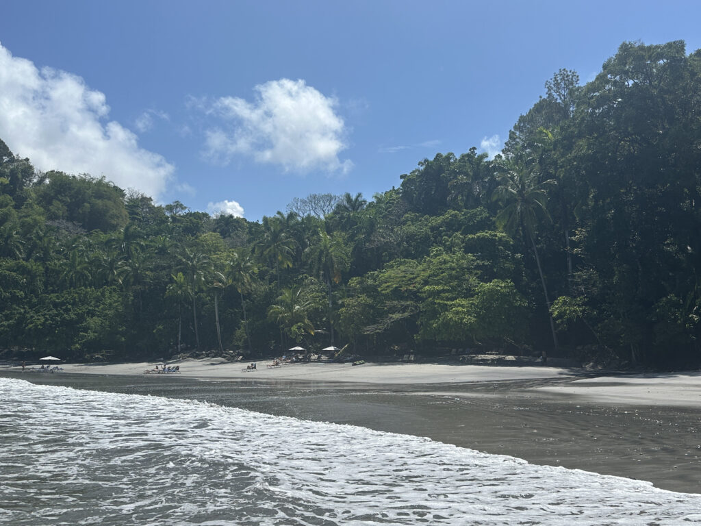 a beach with trees and water
