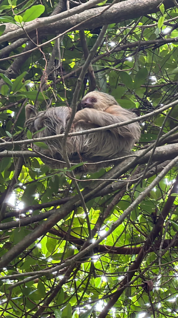 a sloth in a tree