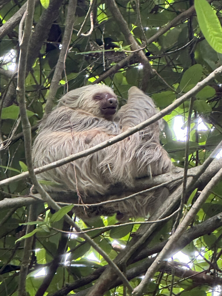 a sloth in a tree