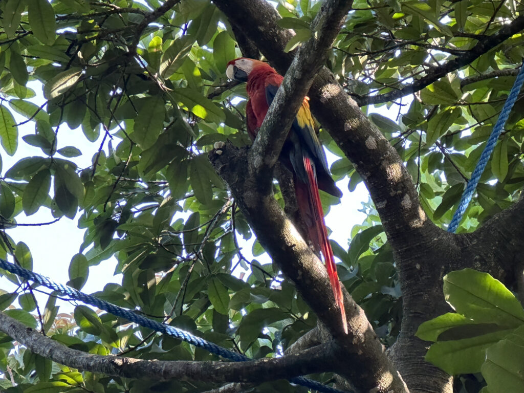 a parrot sitting in a tree