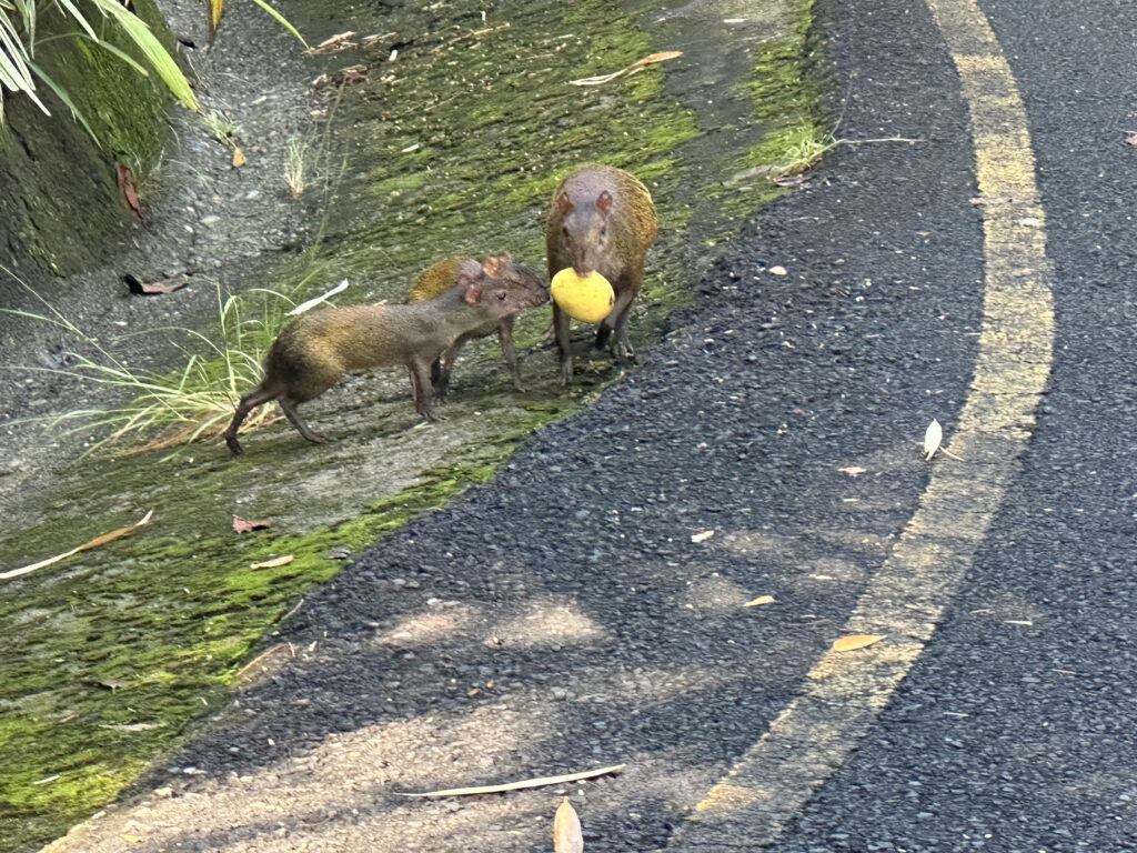two animals on the road