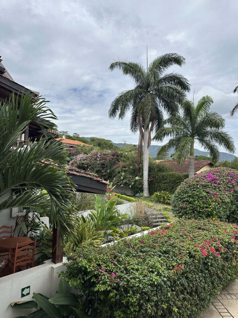 a palm trees and bushes in a garden