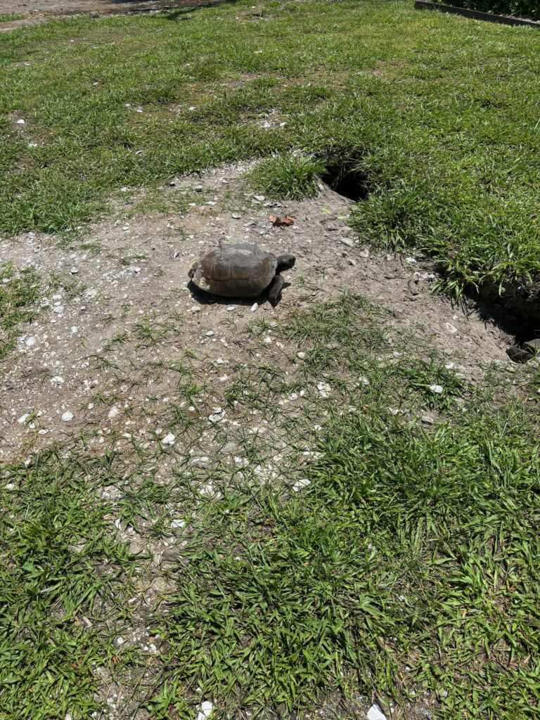 a turtle on the ground