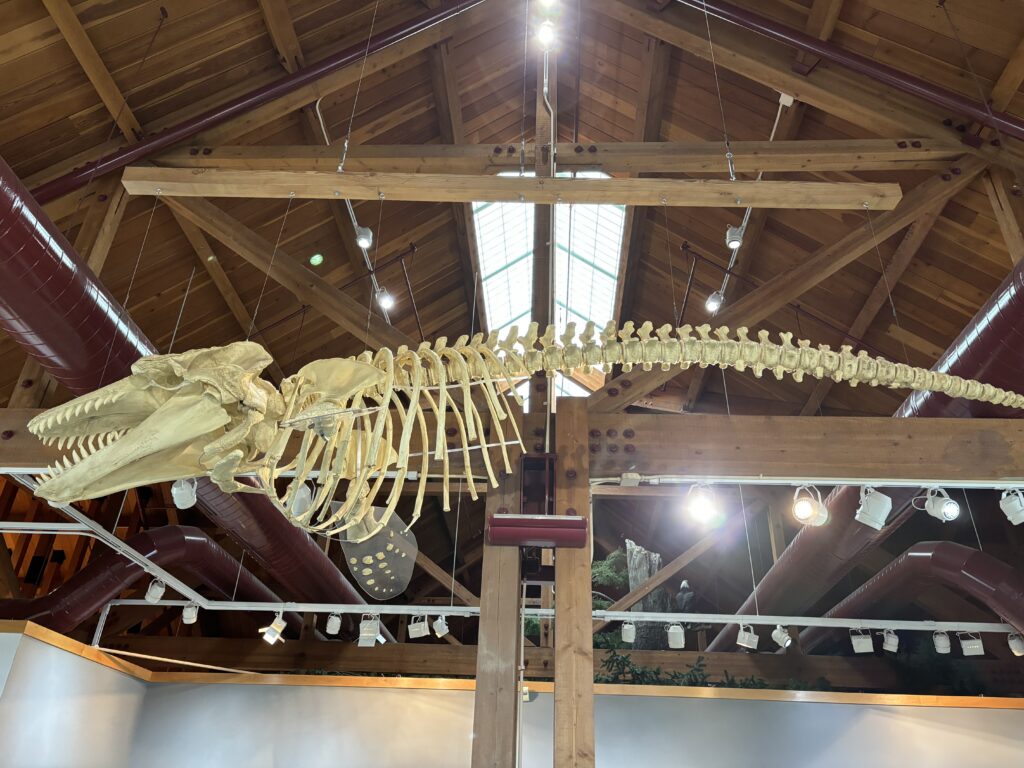 a skeleton of a whale in a building