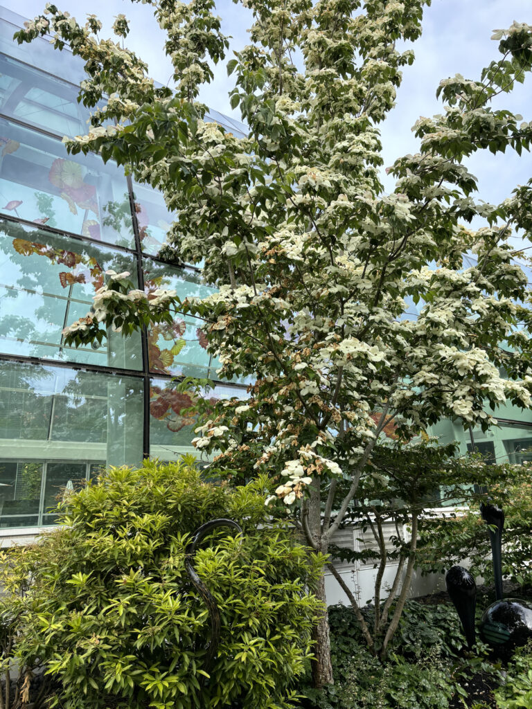 a tree with white flowers in front of a glass building