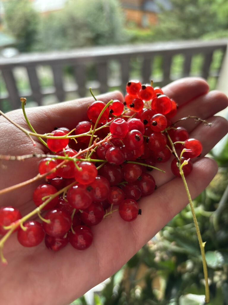 a hand holding a bunch of red berries