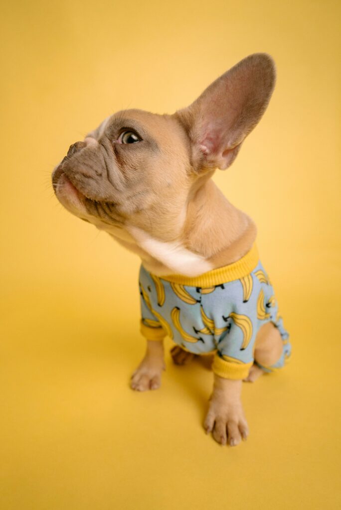 a dog wearing a banana outfit