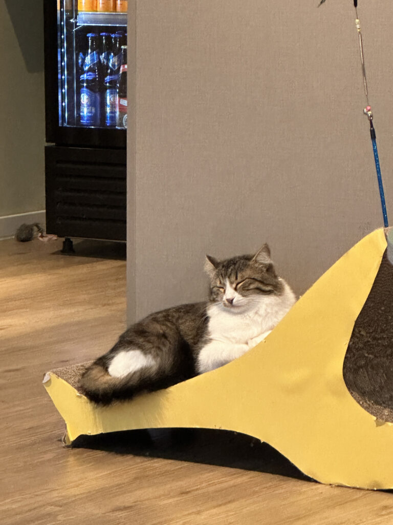 a cat lying on a cat bed