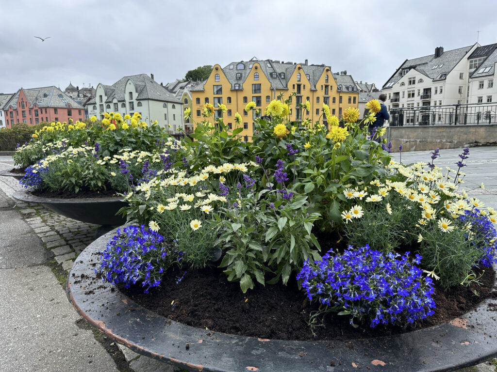 a group of flowers in a garden