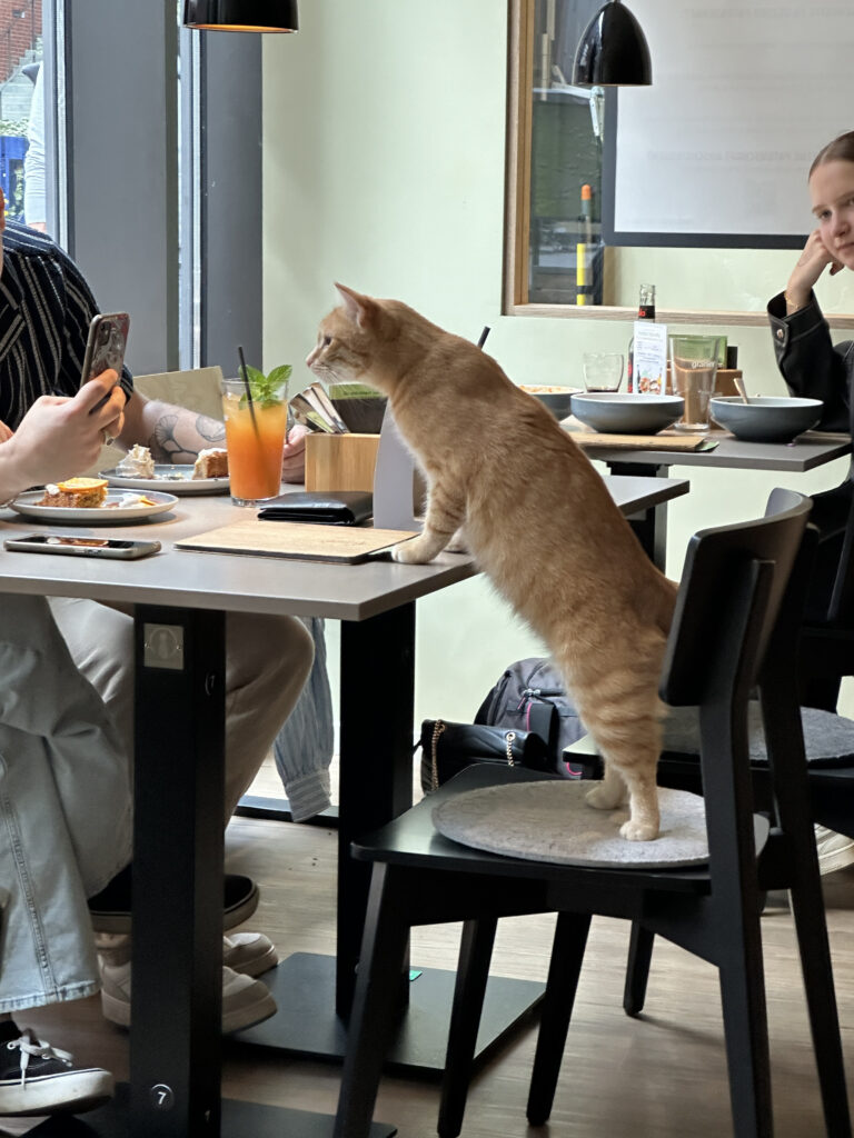a cat standing on a table
