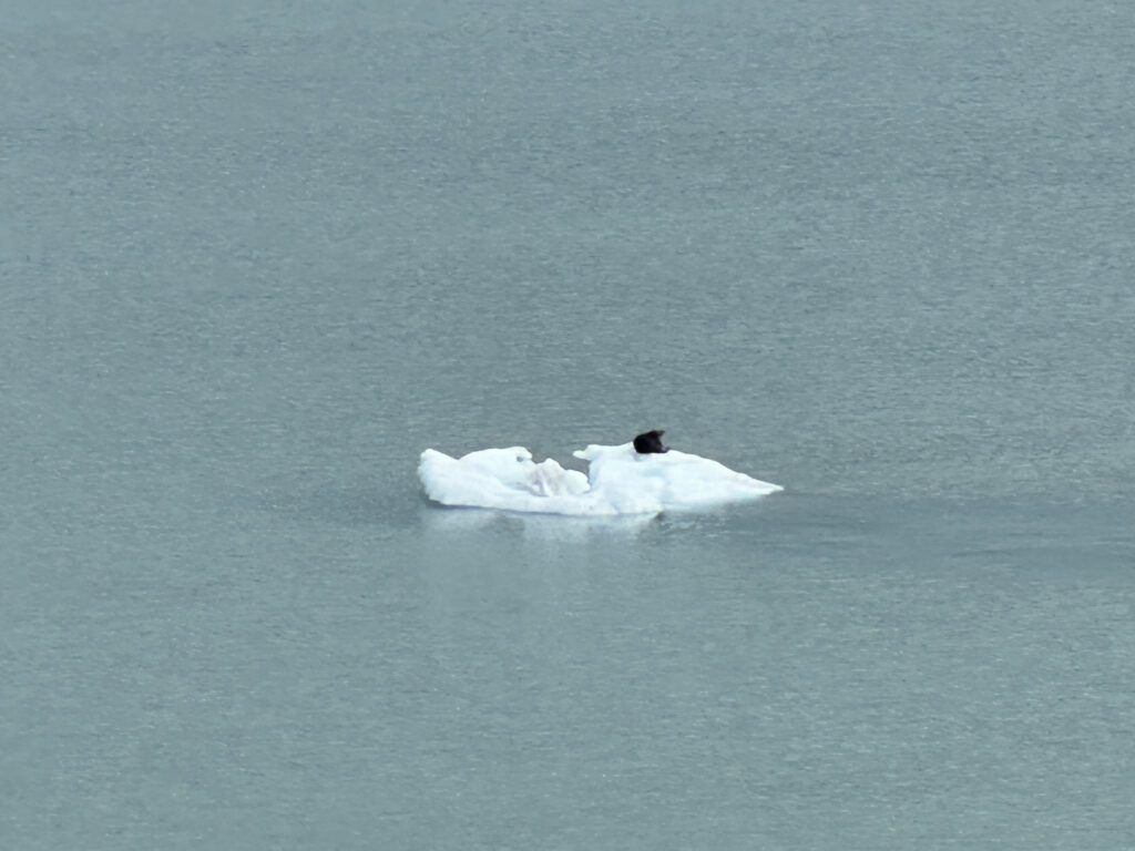 a white iceberg floating in water