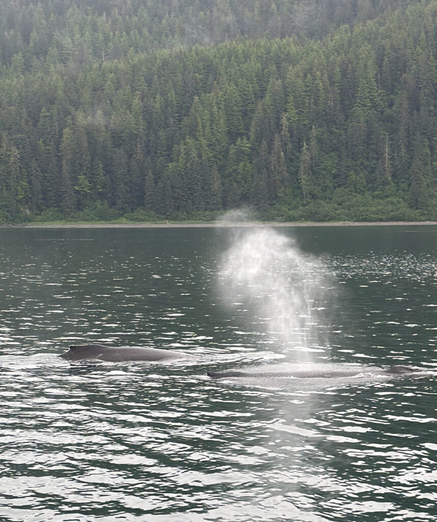 a whale spouting water
