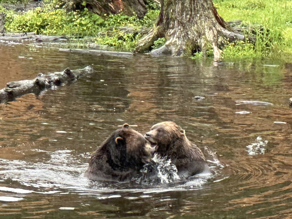 two bears in the water