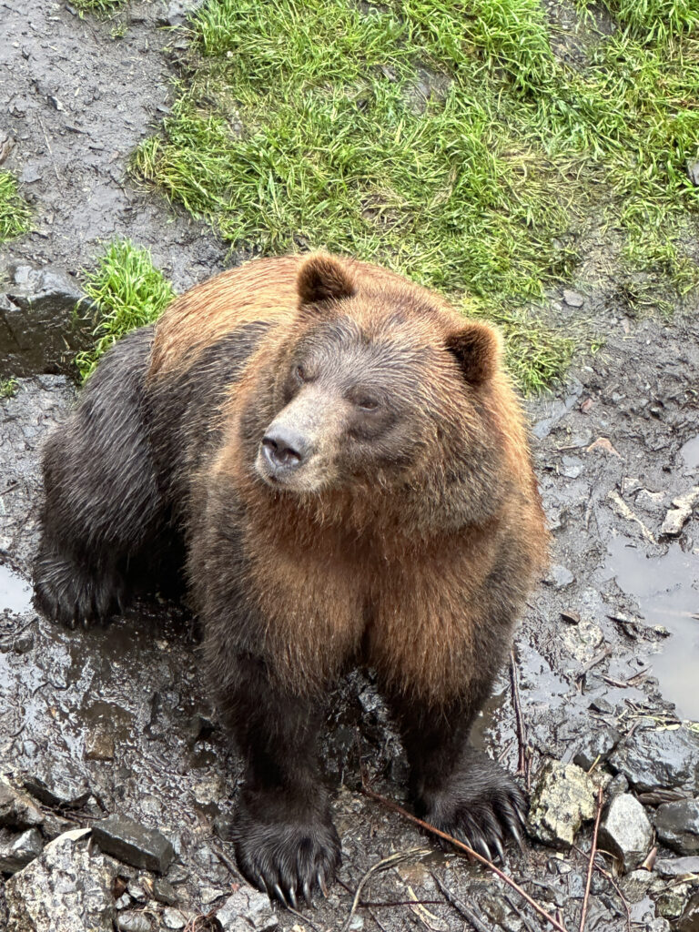 a bear standing in mud
