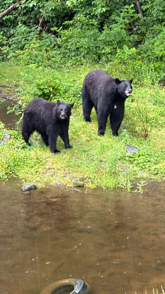 two bears standing on grass near water