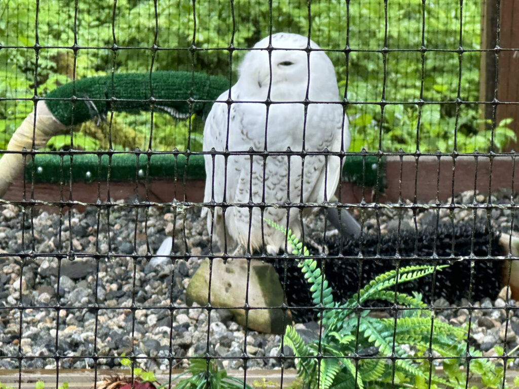 a white owl in a cage