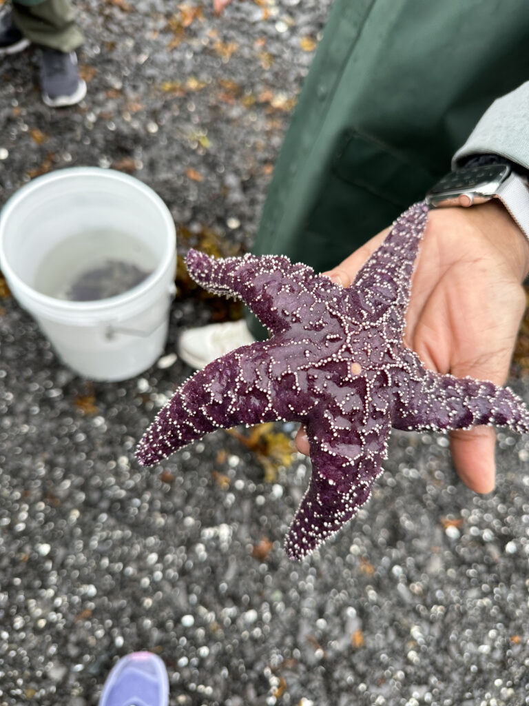 a hand holding a purple starfish