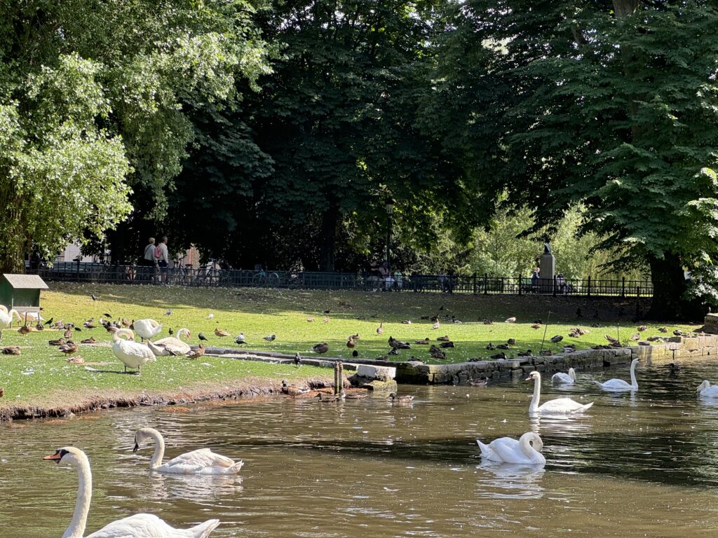 a group of white swans in a pond with ducks and ducks in a park