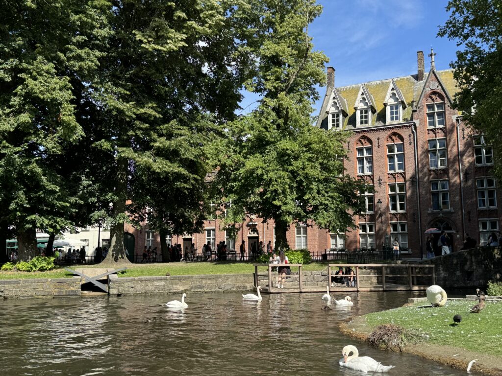 a group of swans swimming in a body of water