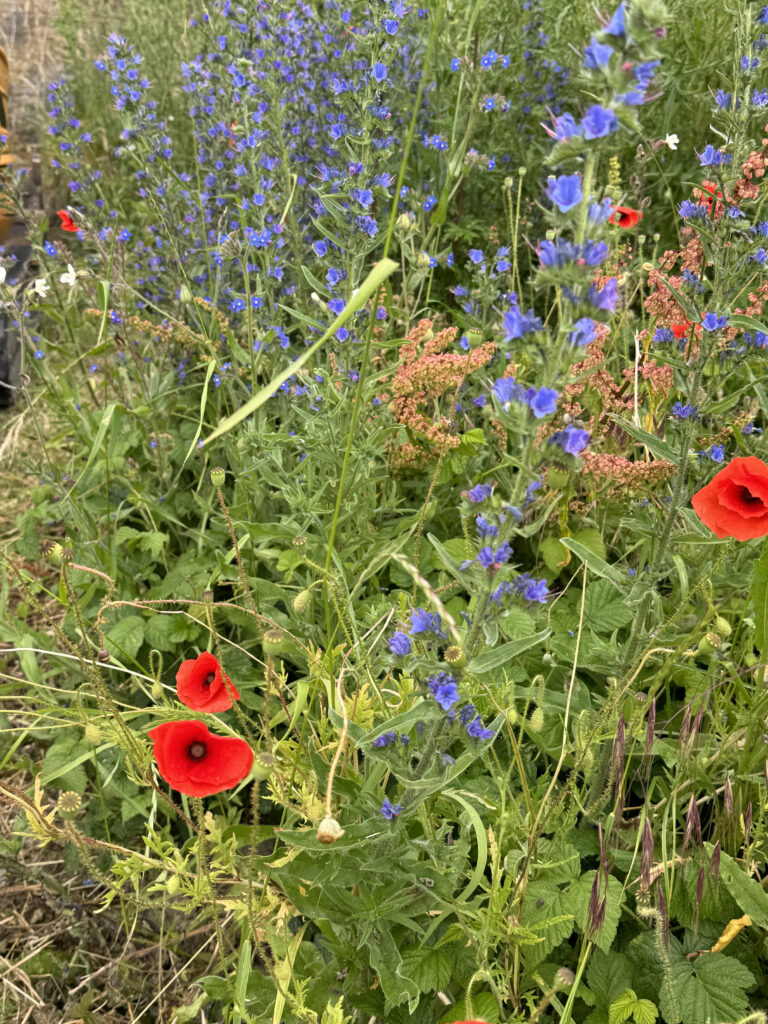a field of flowers