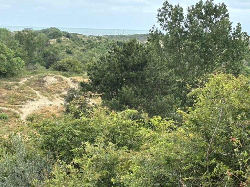 a landscape with trees and a body of water