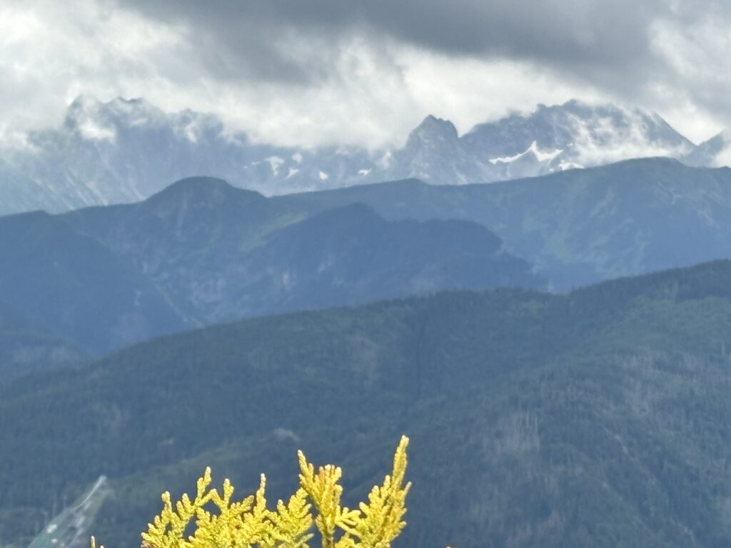 a yellow leaves on a tree