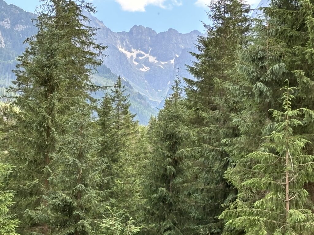 a forest of trees with mountains in the background