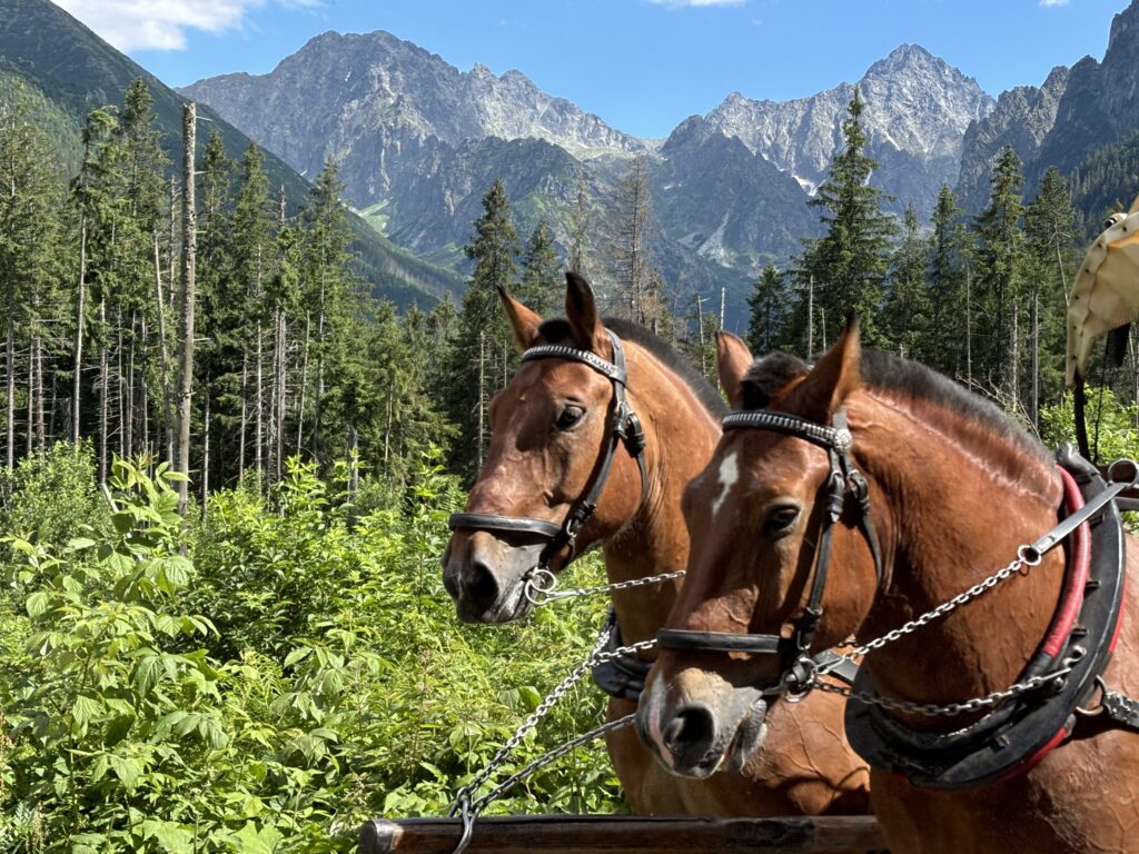 two horses in harnesses in front of trees and mountains