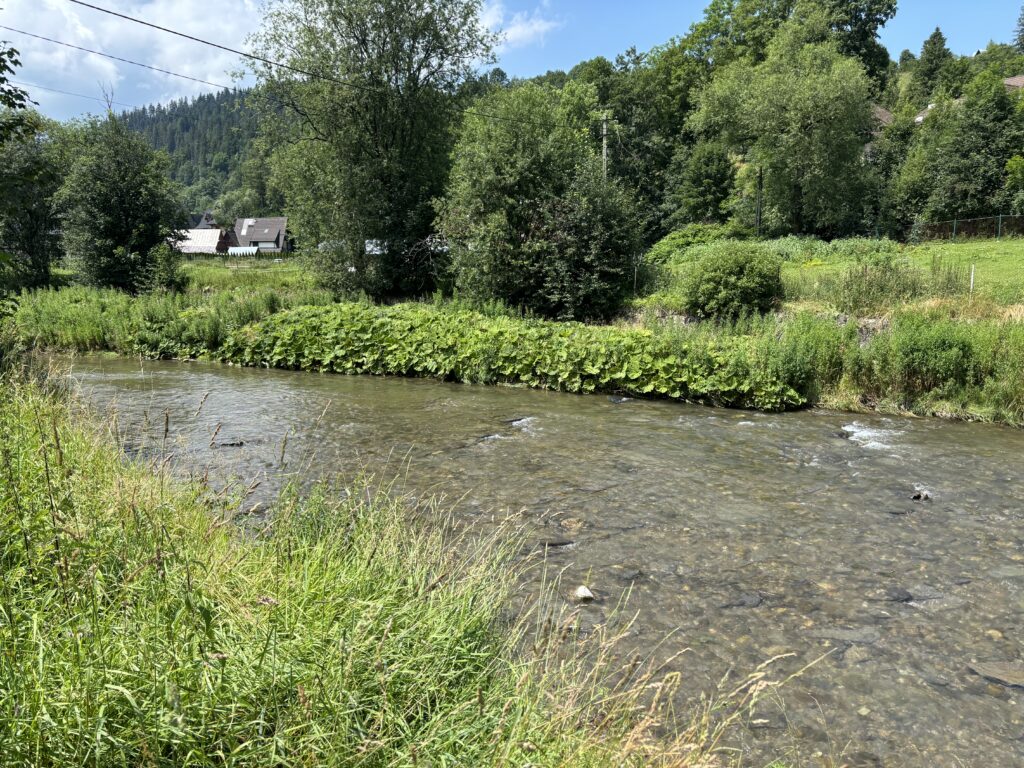 a river with trees and bushes