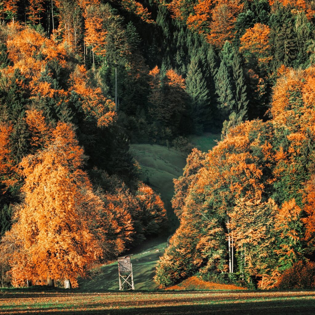 a field with trees and a hill with orange leaves