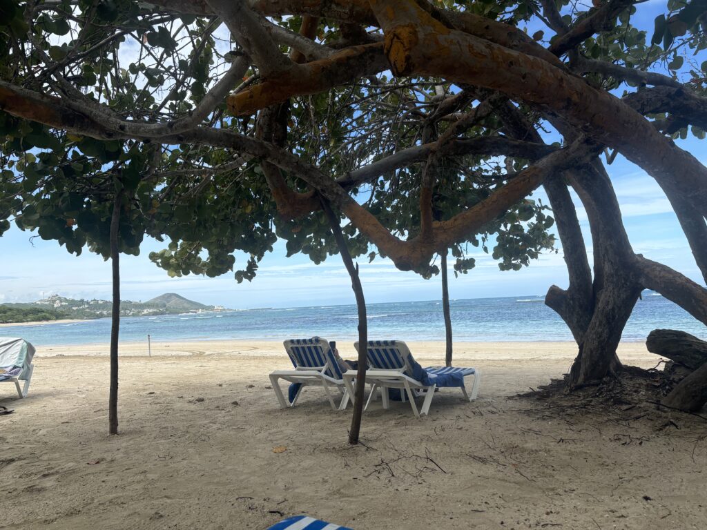 chairs under a tree on a beach