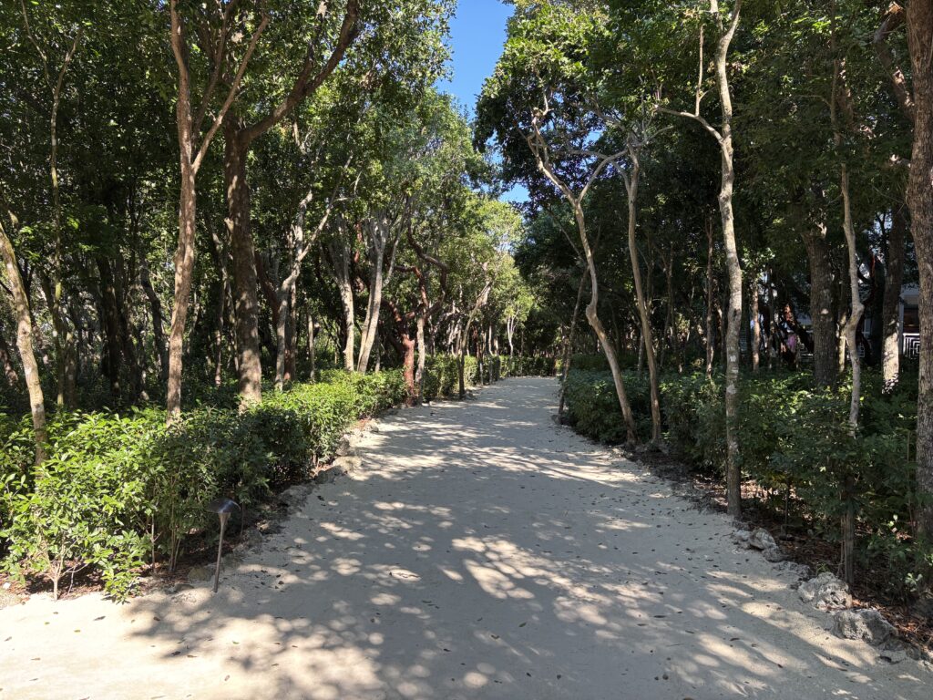 a path with trees and bushes