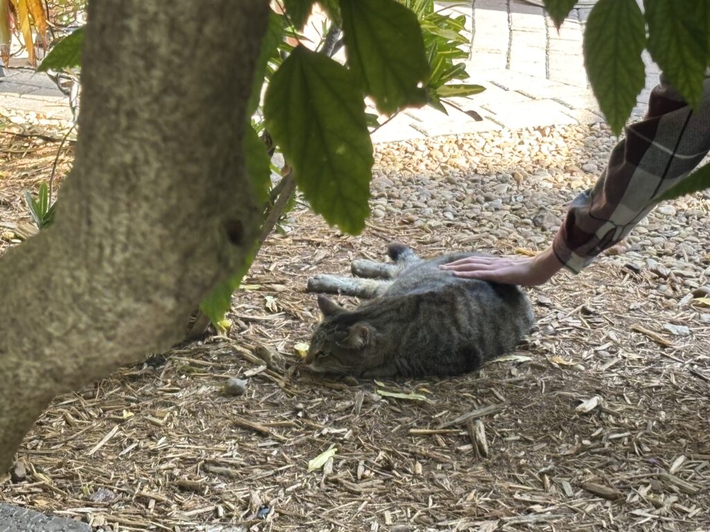 a person petting a cat