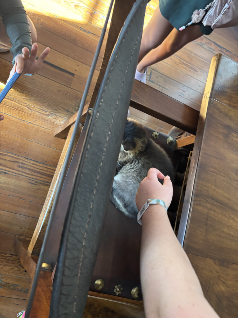 a hand petting an animal