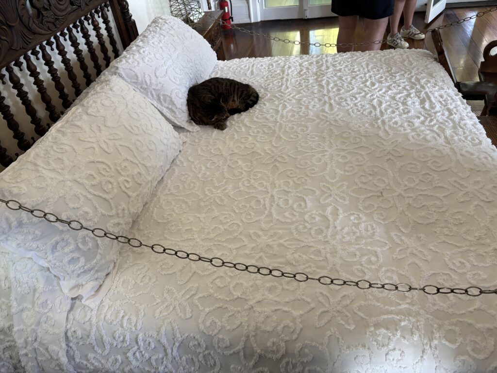 a cat lying on a bed