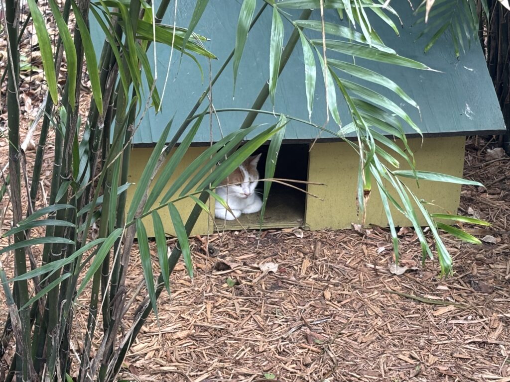 a cat lying in a hole in a house