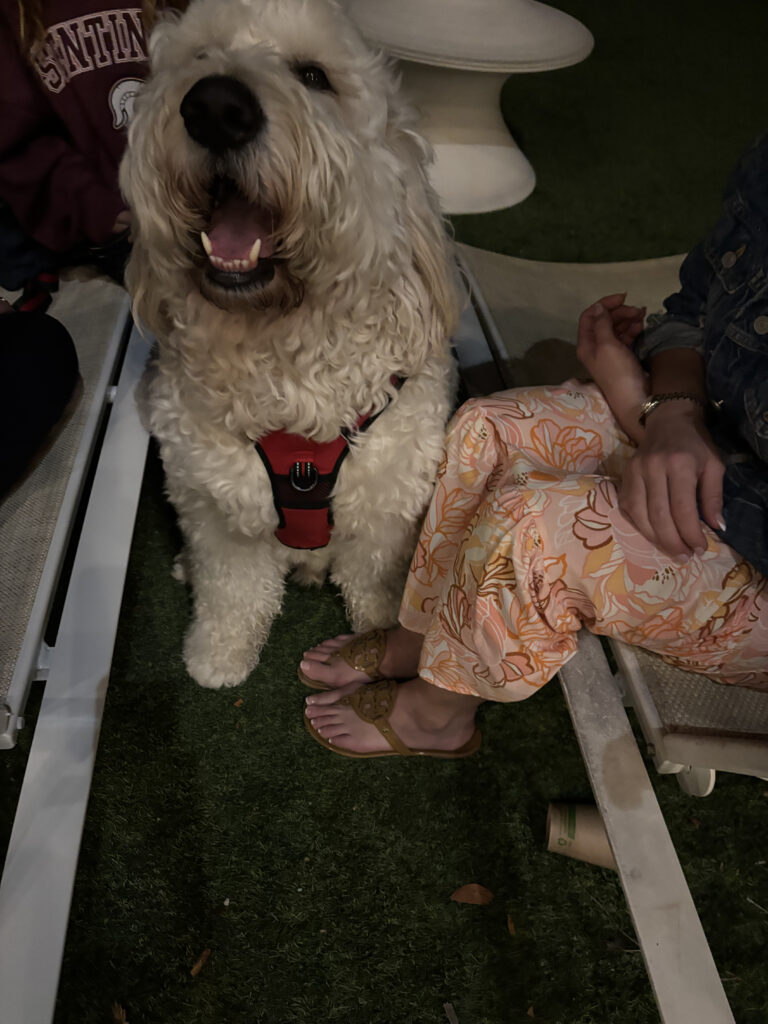 a dog sitting next to a person