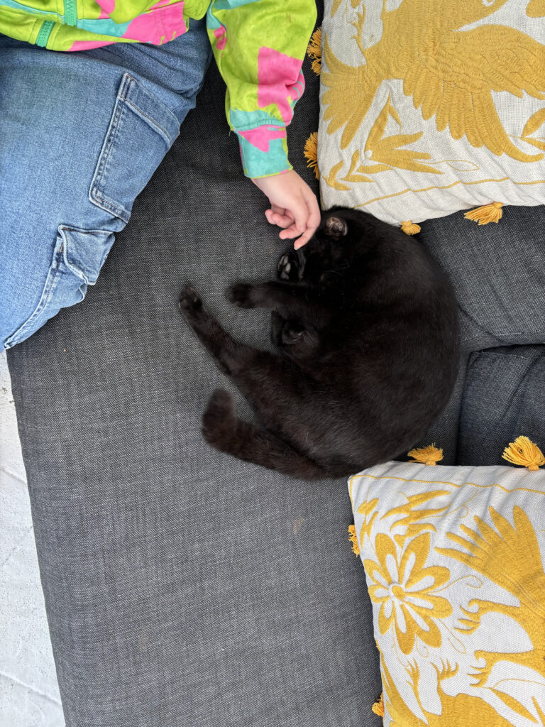 a cat lying on a couch with a child's hand